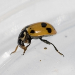 Hippodamia variegata at Higgins, ACT - 13 Feb 2021 11:02 AM