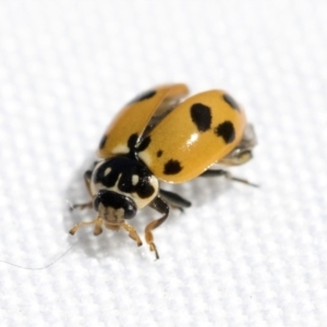 Hippodamia variegata at Higgins, ACT - 13 Feb 2021