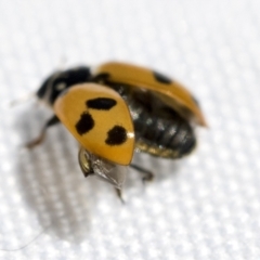 Hippodamia variegata at Higgins, ACT - 13 Feb 2021