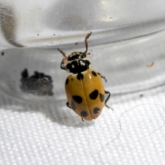 Hippodamia variegata at Higgins, ACT - 13 Feb 2021