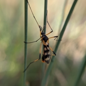 Gynoplistia (Gynoplistia) bella at Currawang, NSW - suppressed