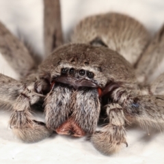 Isopeda sp. (genus) (Huntsman Spider) at Melba, ACT - 13 Feb 2021 by kasiaaus