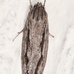 Agriophara platyscia at Melba, ACT - 13 Feb 2021