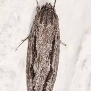 Agriophara platyscia at Melba, ACT - 13 Feb 2021