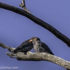 Eurystomus orientalis (Dollarbird) at Bullen Range - 23 Jan 2021 by BIrdsinCanberra