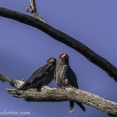 Eurystomus orientalis at Kambah, ACT - 24 Jan 2021