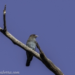 Eurystomus orientalis at Kambah, ACT - 24 Jan 2021