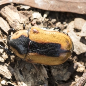 Chondropyga dorsalis at Higgins, ACT - 13 Feb 2021