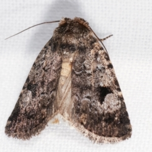 Thoracolopha verecunda at Melba, ACT - 13 Feb 2021 10:47 PM