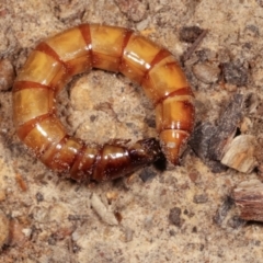 Tenebrionidae (family) at Melba, ACT - 13 Feb 2021