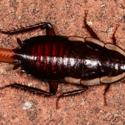 Drymaplaneta communis (Eastern Wood Runner, Common Shining Cockroach) at Melba, ACT - 13 Feb 2021 by kasiaaus