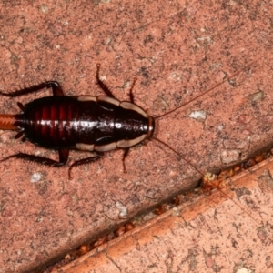 Drymaplaneta communis at Melba, ACT - 13 Feb 2021 10:58 PM