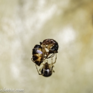 Milichiidae (family) at Tuggeranong DC, ACT - 31 Jan 2021 07:34 AM