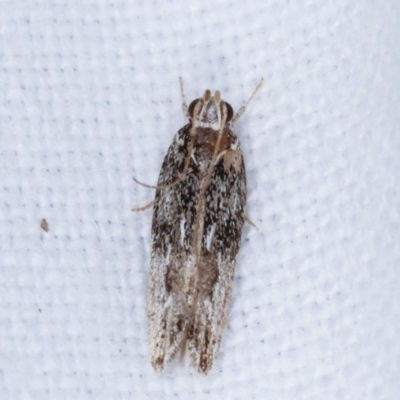 Ardozyga (genus) (Twirler moth, gelechiid moth) at Melba, ACT - 13 Feb 2021 by kasiaaus