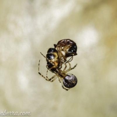 Cryptachaea veruculata (Diamondback comb-footed spider) at Bullen Range - 30 Jan 2021 by BIrdsinCanberra