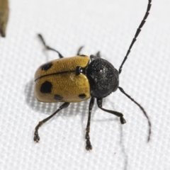 Cadmus (Cadmus) litigiosus at Fyshwick, ACT - 10 Feb 2021 03:15 PM