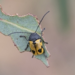 Cadmus (Cadmus) litigiosus at Fyshwick, ACT - 10 Feb 2021