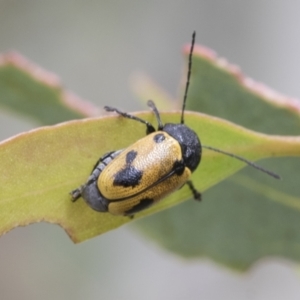 Cadmus (Cadmus) litigiosus at Fyshwick, ACT - 10 Feb 2021 03:15 PM