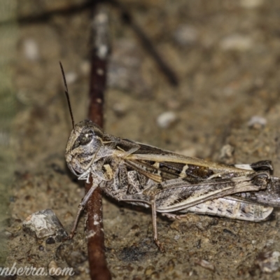 Oedaleus australis (Australian Oedaleus) at Kambah, ACT - 31 Jan 2021 by BIrdsinCanberra