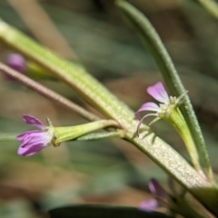 Lythrum hyssopifolia at Currawang, NSW - 14 Feb 2021