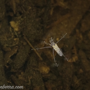 Ephydridae sp. (family) at Kambah, ACT - 31 Jan 2021