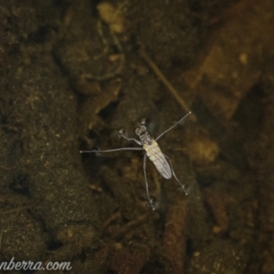 Ephydridae sp. (family) at Kambah, ACT - 31 Jan 2021