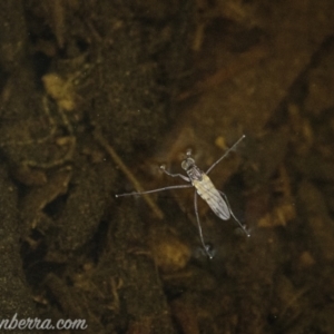 Ephydridae sp. (family) at Kambah, ACT - 31 Jan 2021