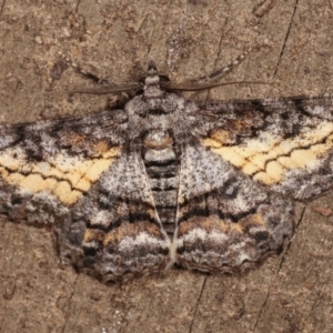 Cleora (genus) at Melba, ACT - 14 Feb 2021