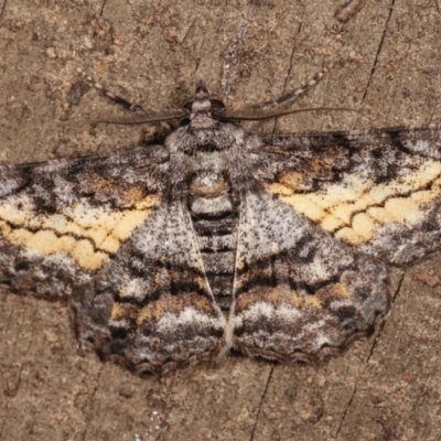 Cleora (genus) (A Looper Moth) at Melba, ACT - 13 Feb 2021 by kasiaaus