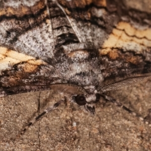 Cleora (genus) at Melba, ACT - 14 Feb 2021