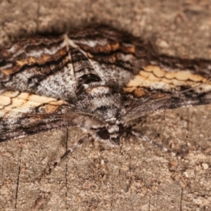 Cleora (genus) at Melba, ACT - 14 Feb 2021