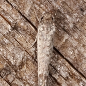 Lepidoptera provisional species 1 at Melba, ACT - 14 Feb 2021