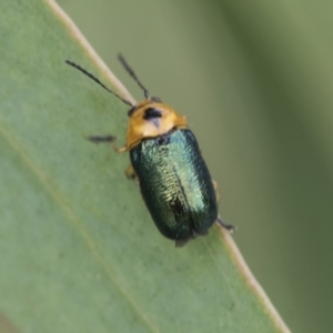 Aporocera (Aporocera) consors at Fyshwick, ACT - 10 Feb 2021