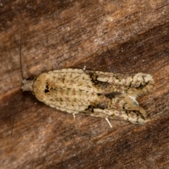 Clarana clarana (A Tortricid moth) at Melba, ACT - 13 Feb 2021 by Bron