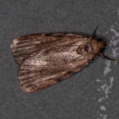 Araeopaschia undescribed spANIC19 (A Pyralid moth) at Melba, ACT - 13 Feb 2021 by Bron