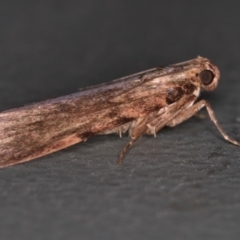 Mimaglossa nauplialis and habitalis at Melba, ACT - 13 Feb 2021