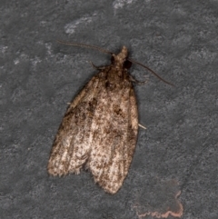 Capua intractana (A Tortricid moth) at Melba, ACT - 13 Feb 2021 by Bron