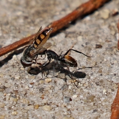 Camponotus aeneopilosus (A Golden-tailed sugar ant) at Stranger Pond - 14 Feb 2021 by RodDeb