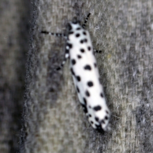 Ethmia clytodoxa at O'Connor, ACT - 7 Feb 2021