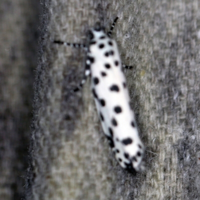 Ethmia clytodoxa (An Ethmiid moth family: (Ethmiidae)) at O'Connor, ACT - 7 Feb 2021 by ibaird