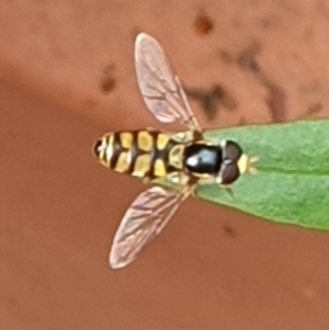 Simosyrphus grandicornis at Cook, ACT - 13 Feb 2021