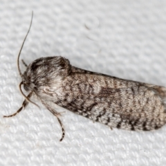 Trigonocyttara clandestina (Less-stick Case Moth) at Melba, ACT - 13 Feb 2021 by Bron