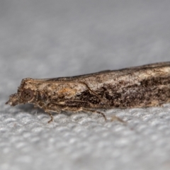 Strepsicrates infensa (an Olethreutine moth) at Melba, ACT - 13 Feb 2021 by Bron