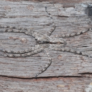 Pediana sp. (genus) at Bruce, ACT - 10 Feb 2021