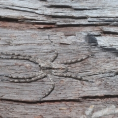 Pediana sp. (genus) at Bruce, ACT - 10 Feb 2021