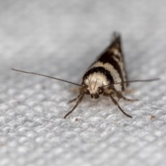 Isomoralla eriscota (A concealer moth) at Melba, ACT - 13 Feb 2021 by Bron