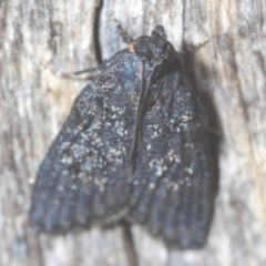 Stericta carbonalis (Charcoal Pyralid) at Downer, ACT - 10 Feb 2021 by Harrisi