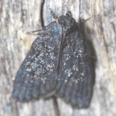 Stericta carbonalis (Charcoal Pyralid) at Downer, ACT - 10 Feb 2021 by Harrisi