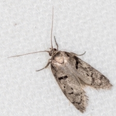 Palimmeces undescribed species nr hemiphanes (Philobota group) at Melba, ACT - 13 Feb 2021 by Bron