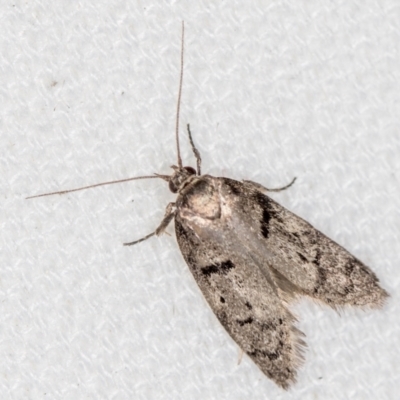 Palimmeces undescribed species nr hemiphanes (Philobota group) at Melba, ACT - 13 Feb 2021 by Bron